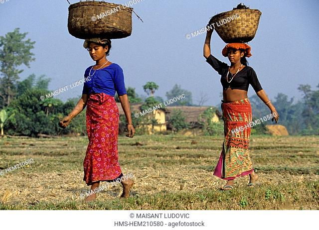 Nepal, the Terai Madhesh, Tharu women working in the fields