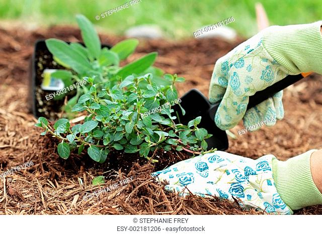 Planting Herbs