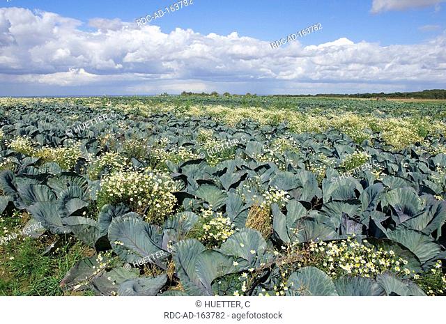 Field with Red Cabbage and Scented Mayweed Germany Brassica oleracea var rubra Matricaria chamomilla Matricaria recutita Chamomilla recutita Blue Kraut