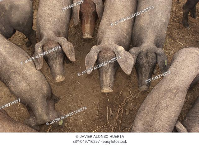 Pigs of the Iberian breed, Spain, Pata negra, Jabugo