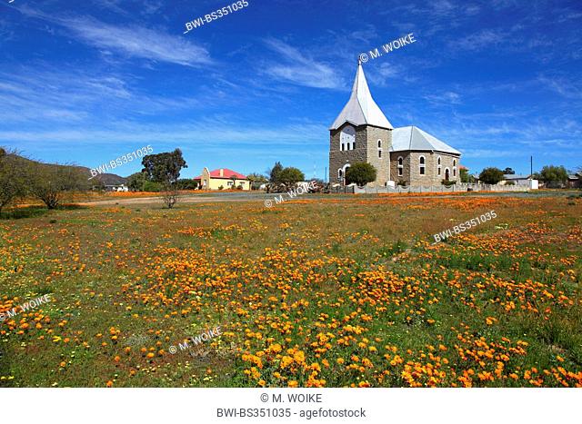 Namaqualand daisy, Cape marigold (Dimorphotheca sinuata), meadow of Namaqualand daisys in Kamieskroon in front of the church, South Africa, Northern Cape
