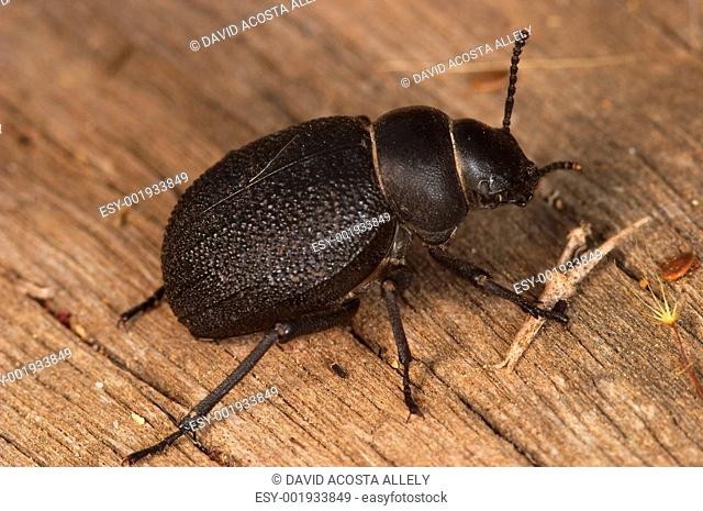 Beetle Timarcha Tenebricosa