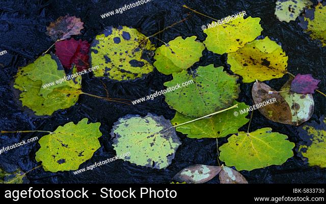 Autumnally colored leaves of the (Populus tremula) in water, Ahlhorn, Lower Saxony, Germany, Europe