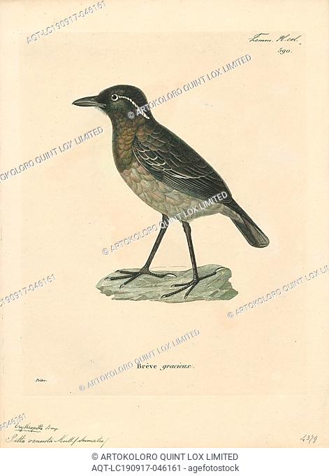 Pitta venusta, Print, The graceful pitta (Erythropitta venusta), sometimes alternatively known as the black-crowned pitta (although another species is more...