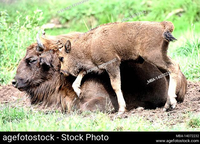 wisent with young animal