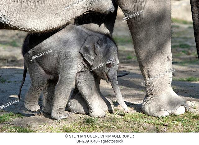 Asian elephant (Elephas maximus), female baby elephant, 11 days, during the first foray into the outdoor enclosure with its mother at the Tierpark Hellabrunn