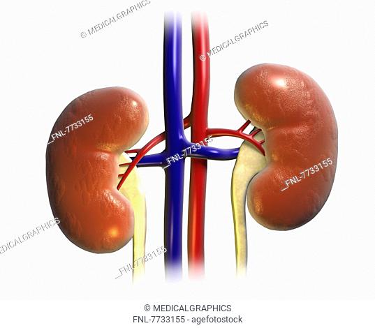Illustration of kidney with vessels and ureter
