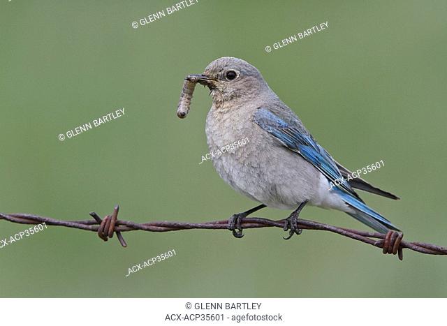 Mountain Bluebird Sialia currucoides perched on a fence in Alberta, Canada