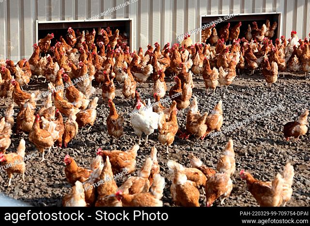 PRODUCTION - 16 March 2022, Saxony-Anhalt, Blankenburg: In the morning, the chickens leave the halls and have plenty of room to roam on the grounds