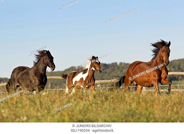Paso Fino. Two mares and a skewbald foal galloping on a pasture. Germany