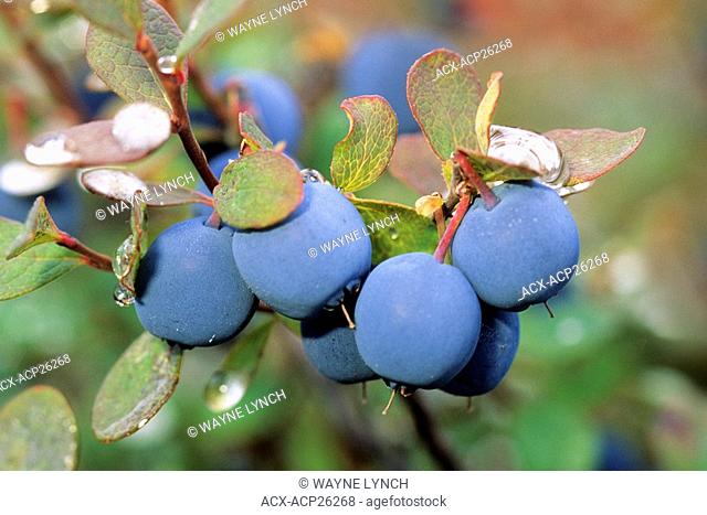 Rain-soaked common blueberry, northern Alberta, Canada