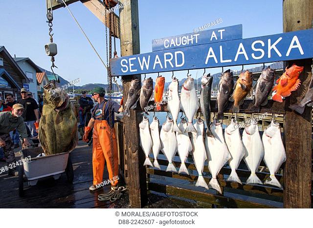 North America, United States, Alaska, Southcentral Alaska, Kenai Peninsula, Seward, HarbourTable of fishing and fish weighing at the port of Seward