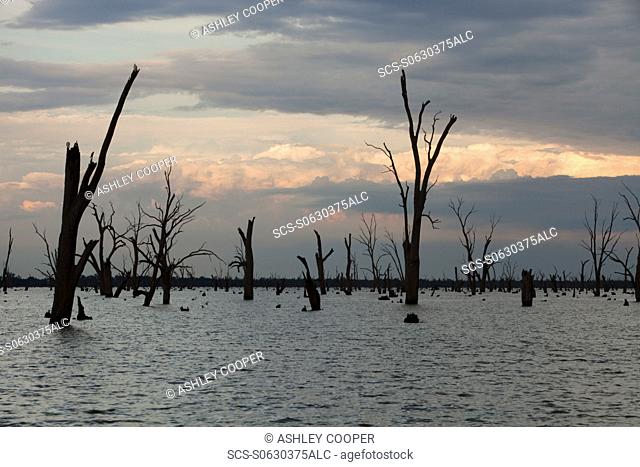 Lake Mulwala at Yarrawonga was created when the Murray River was dammed to provide irrigation water for surrounding farmland Drought has meant that the trees...