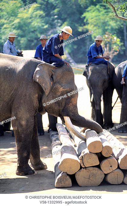 Thailand, Lampang region, Elephant at work