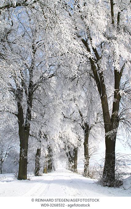 winter alley, alley, trees, covered with snow, Augsburg area, Bavaria, Germany