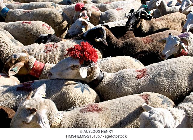 France, Gard, Cevennes, Esperou, sheep (Ovis aries), transhumance