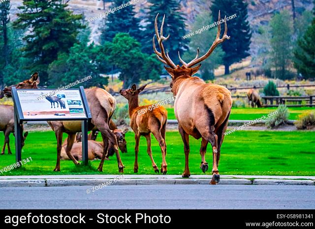 It is the Elk rut season of the year in Mammoth Hot Springs Area of Yellowstone