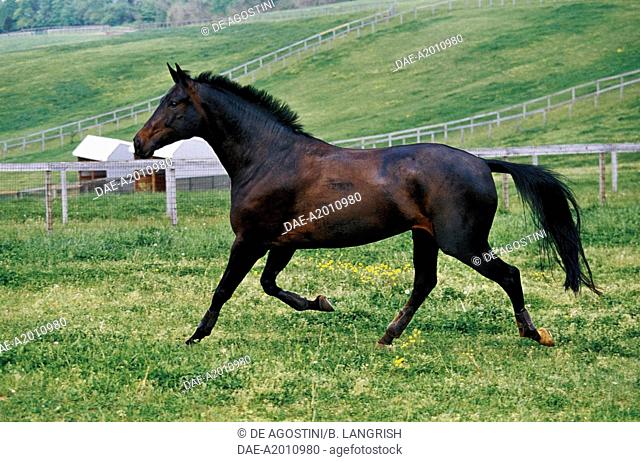 Oldenburg horse (Equus caballus), Equidae