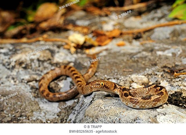 cat snake, European cat snake Telescopus fallax, juvenile on a rock, Croatia, Istria, Kanfanar