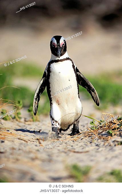 Jackass Penguin, African penguin, (Spheniscus demersus), adult walking at beach, Boulders Beach, Simonstown, Western Cape, South Africa, Africa