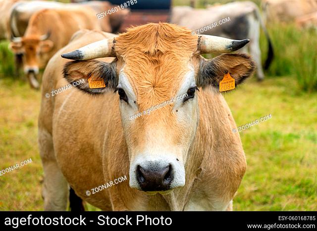 Limousine cows. Cattle in french prairie. Brown cows of French La Maraishine cattle breed graze pasture in northern French region of Brittany