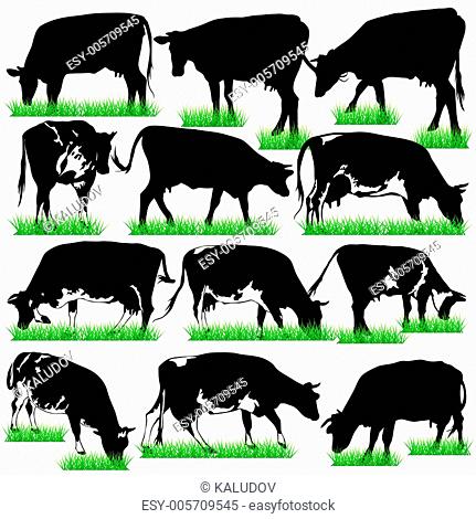 12 Detailed Cows Silhouettes Set