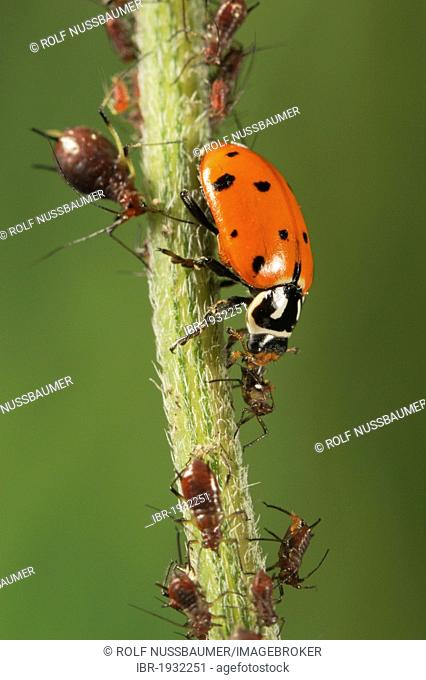 Convergent Ladybug (Hippodamia convergens), adult eating Aphids (Aphidoidea), Laredo, Webb County, South Texas, USA, America