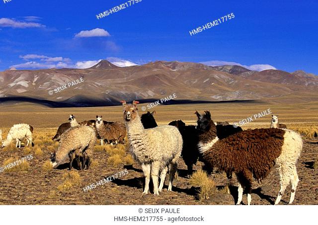 Bolivia, Potosi Department, Sur Lipez Province, Cordillera de Lipez, alpacas