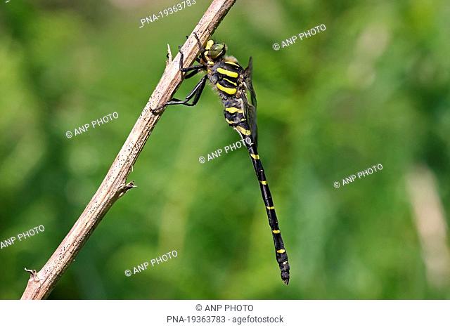 Golden-ringed Dragonfly Cordulegaster boltonii - Viroin valley, Ardennes, Namur, Wallonia, Belgium, Europe