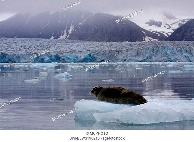 bearded seal Erignathus barbatus, rests on ice floe, Norway