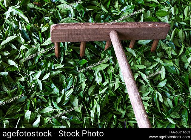 RUSSIA, KRASNODAR REGION - JUNE 23, 2023: A rake smoothes tea leaves being dried at the Matsesta Tea Factory in the village of Izmailovka, Khostinsky District