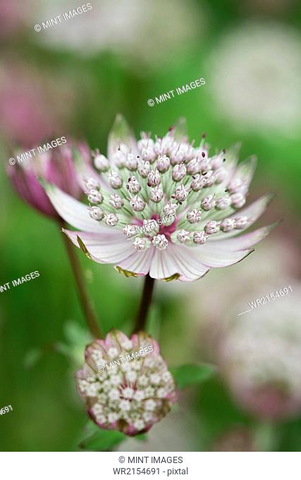An astrantia flowering plant in a cottage garden with delicate flowerheads