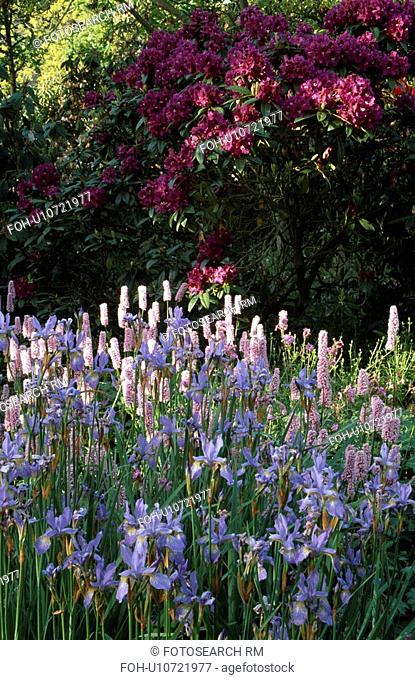 Blue iris and pink persicaria in late spring border with dark pink rhododendron