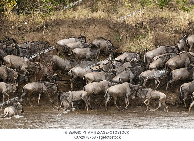 Wildebeest (Connochaetes taurinus) crossing the river Mara, Masai Mara, Kenya