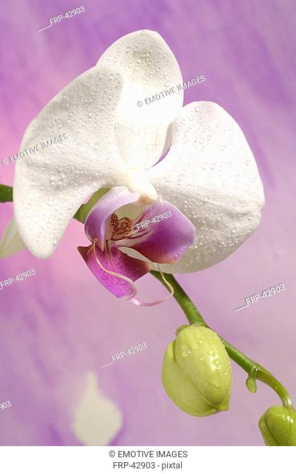 Orchidaceae Phalaenopsis hybrid