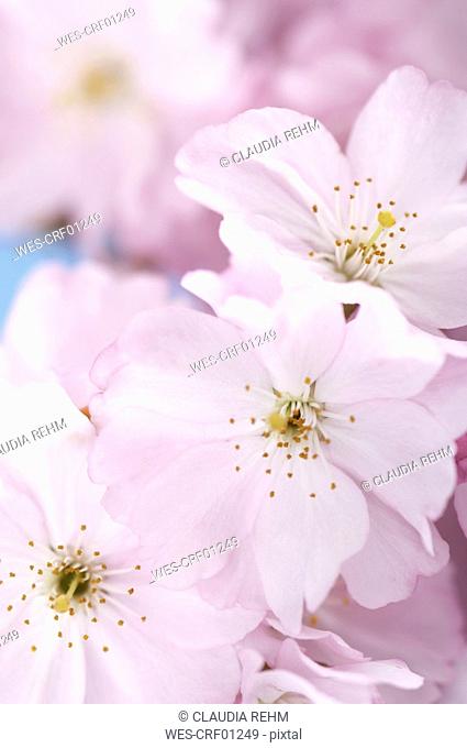 Pink Cherry Blossoms, close-up