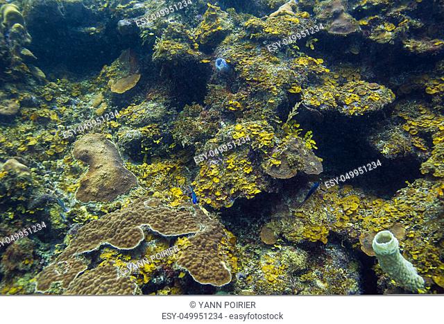 coral reef filled with multiple species of animals