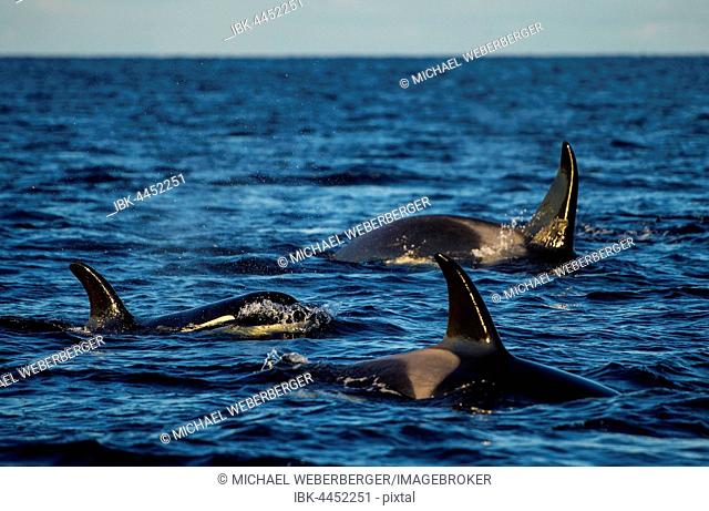 Orcas or killer whales (Orcinus orca), Kaldfjorden, Norway