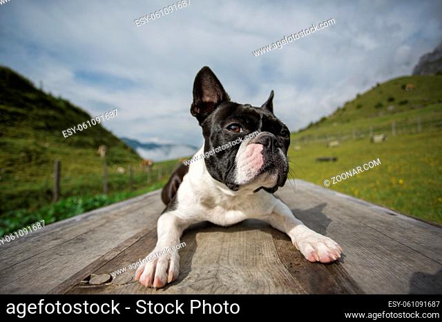 Hiking with a Boston Terrier in the Austrian Alps in Summer