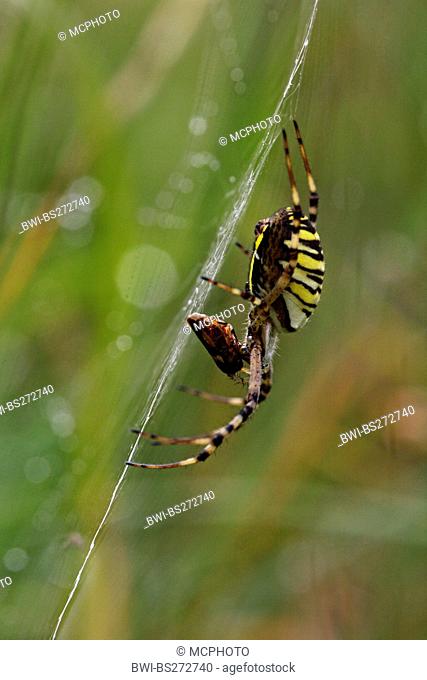 black-and-yellow argiope, black-and-yellow garden spider Argiope bruennichi, with prey in web, Germany, Baden-Wuerttemberg