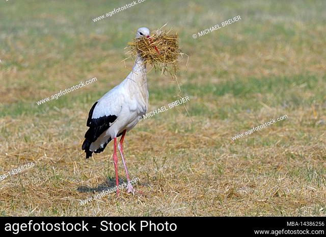 White stork with nesting material in beak on a meadow, Ciconia ciconia, Hesse, Germany, Europe