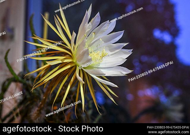 05 July 2023, Berlin: A flowering ""queen of the night"", Selenicereus grandiflorus from the cactaceae family. The flowers are fragrant and have a diameter and...