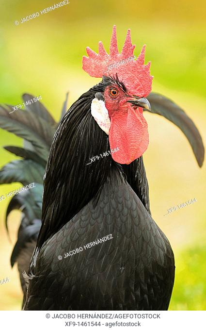Castillan breed rooster, Villuercas, Cáceres province, Extremadura, Spain