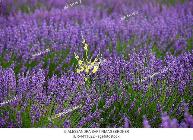 Blooming lavender (Lavandula angustifolia) field, Plateau de Valensole, Alpes-de-Haute-Provence, Provence-Alpes-Côte d'Azur, France