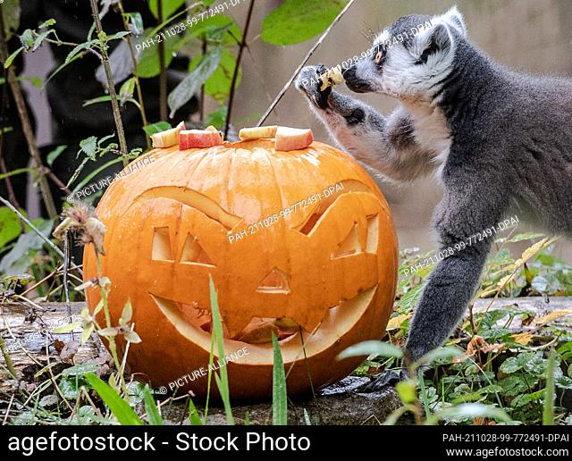 28 October 2021, Berlin: Just before Halloween, the calicoes at the zoo had artfully carved pumpkins filled with treats and smeared with honey