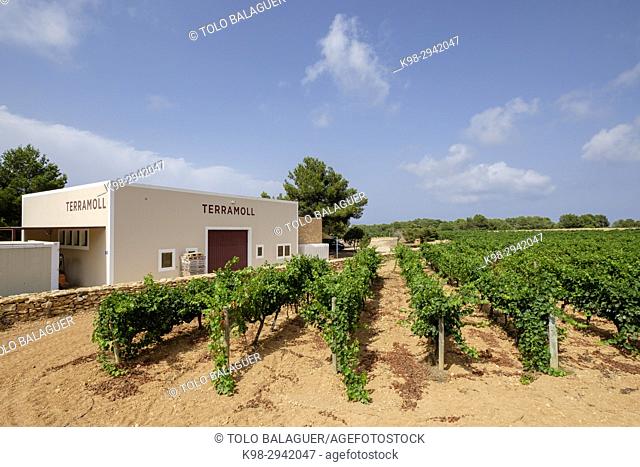 viñas Terramoll, La Mola, Formentera, Balearic Islands, Spain