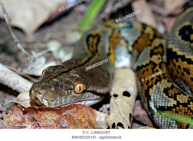 Reticulated python, Diamond python, Java rock python (Python reticulatus), portrait, Malaysia, Sabah, Sungai Kinabatangan