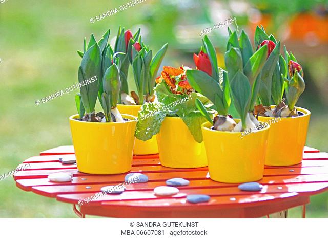 Flowerpots with tulips, red tulip buds of the parrot tulip, Tulipa, close-up