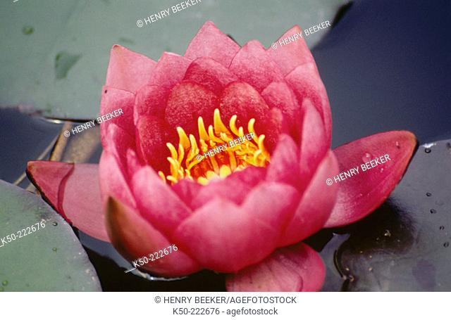 Water Lily (Nymphaea 'James Brydon')