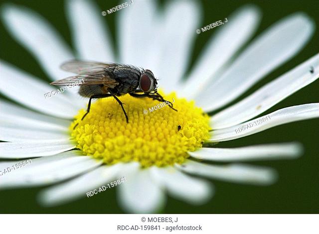 House-fly on flower North Rhine-Westphalia Germany Musca domestica